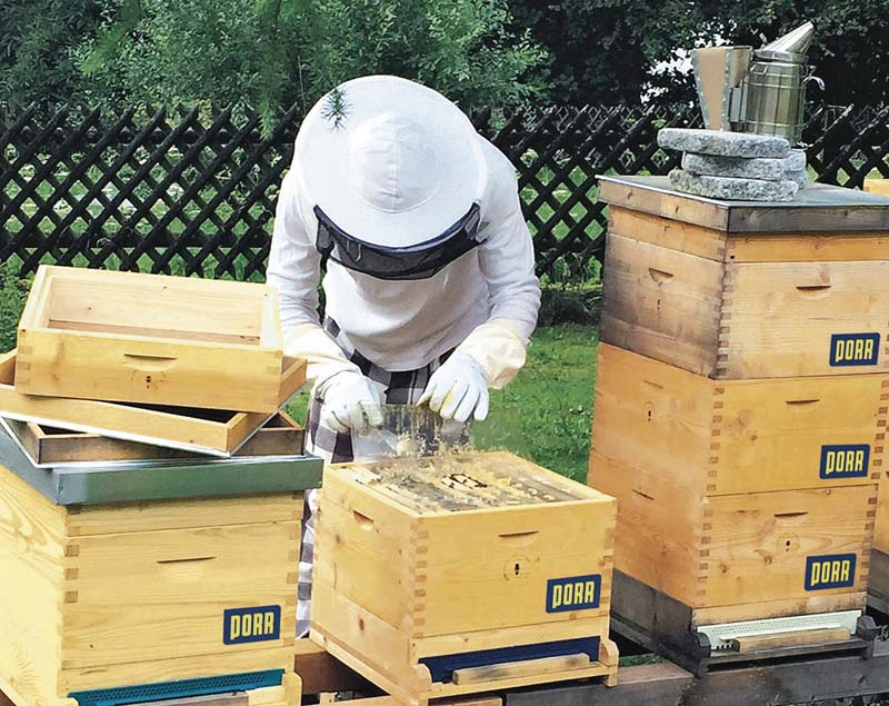 Der Porr-Konzern setzt sich an vielen Standorten aktiv gegen das Bienensterben ein.   (Foto: PORR)